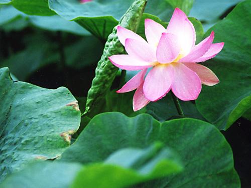 鶴の湯温泉　ハスの花