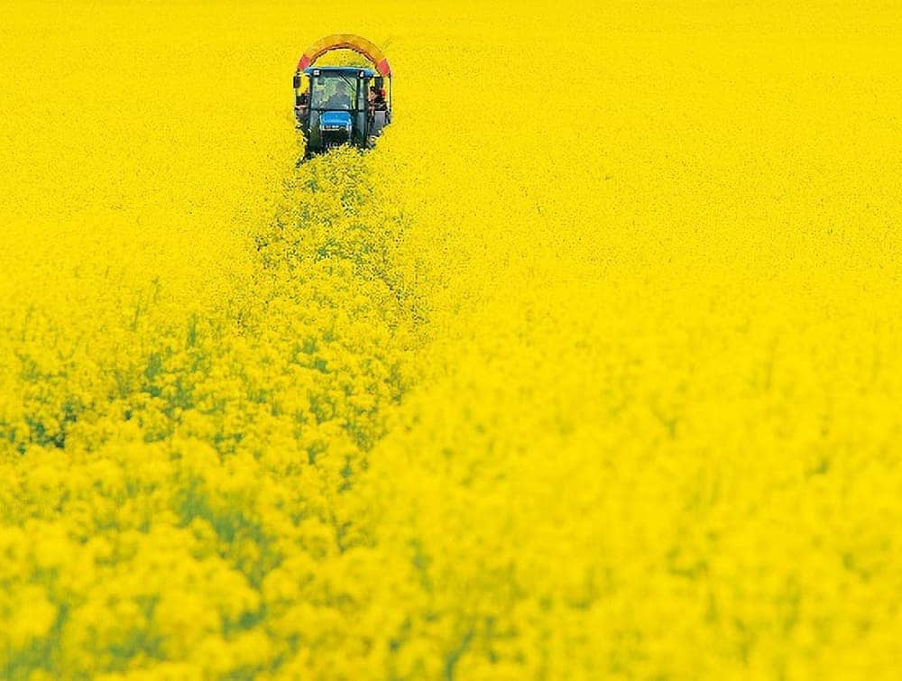 安平町の菜の花畑　菜の花刈り取りのようす