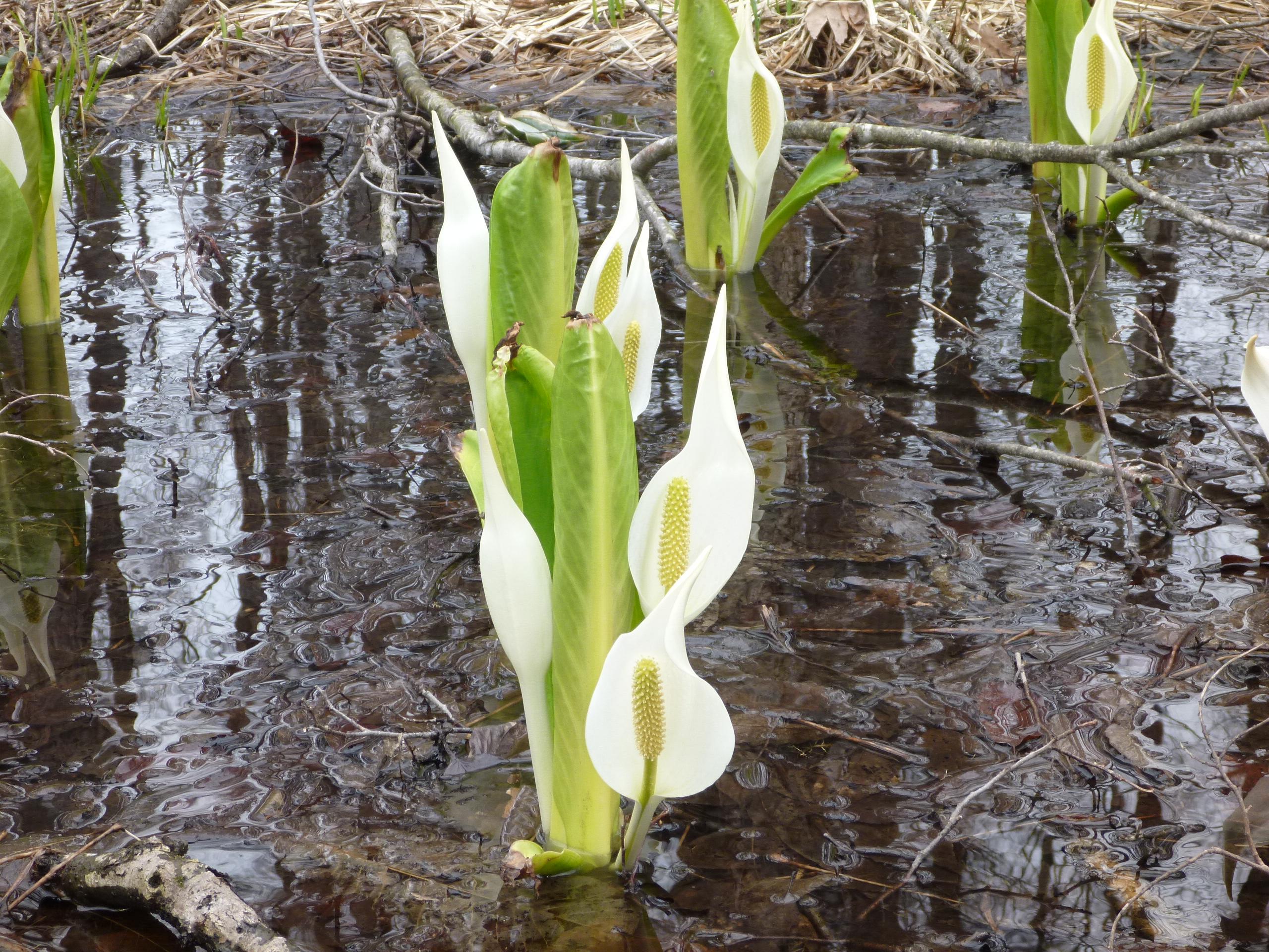 水芭蕉