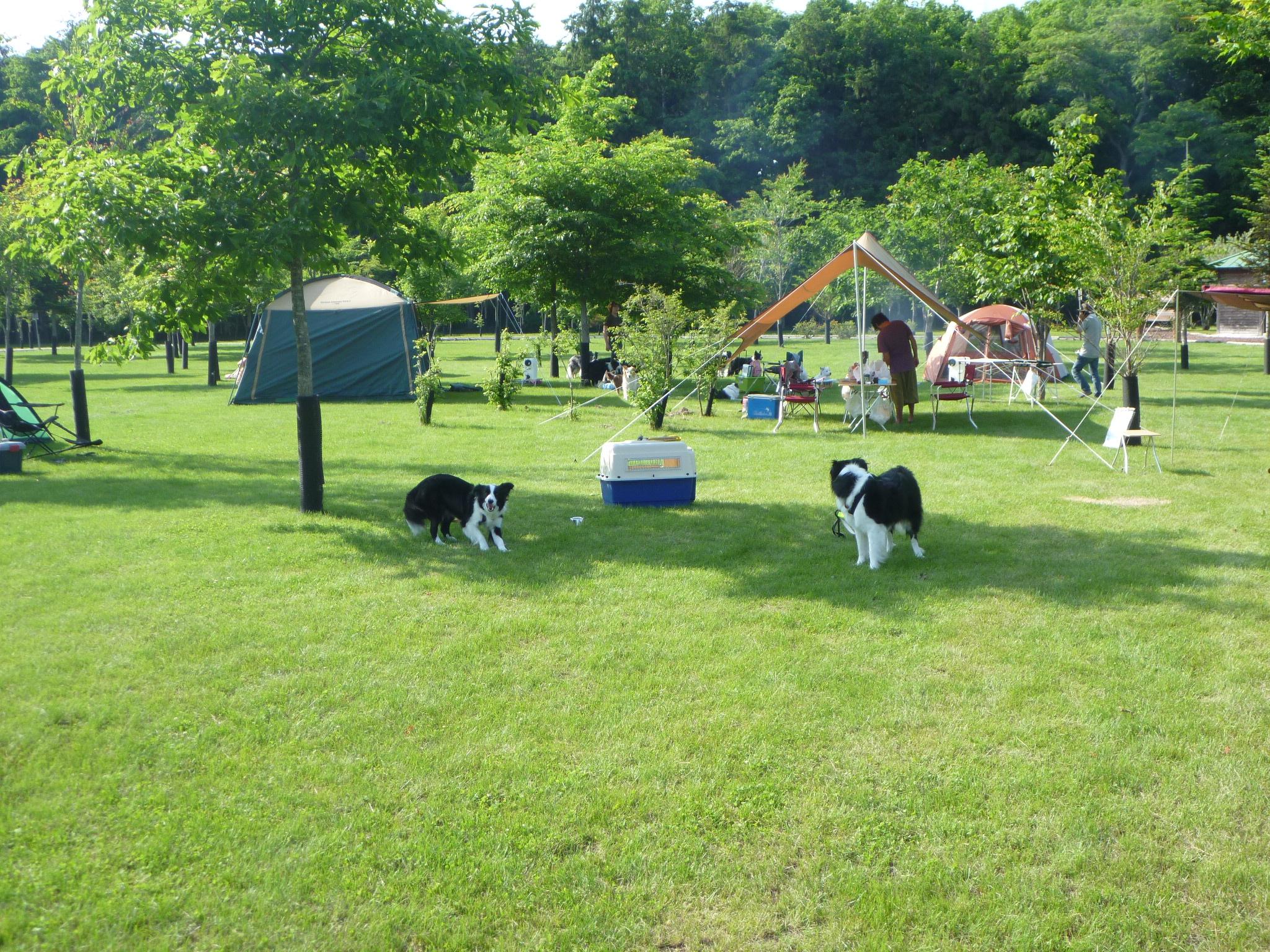 鹿公園キャンプ場