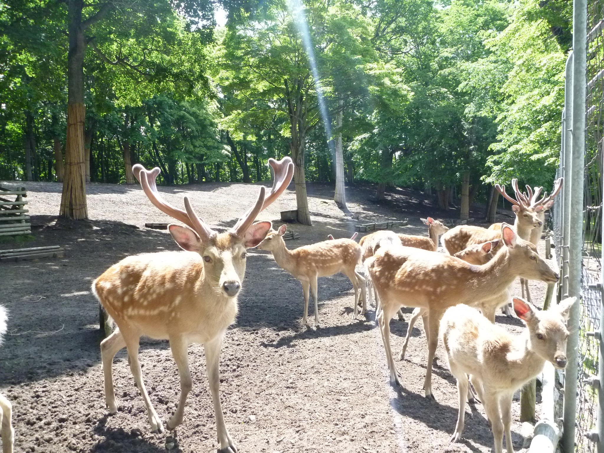 鹿公園 公園 北海道安平町