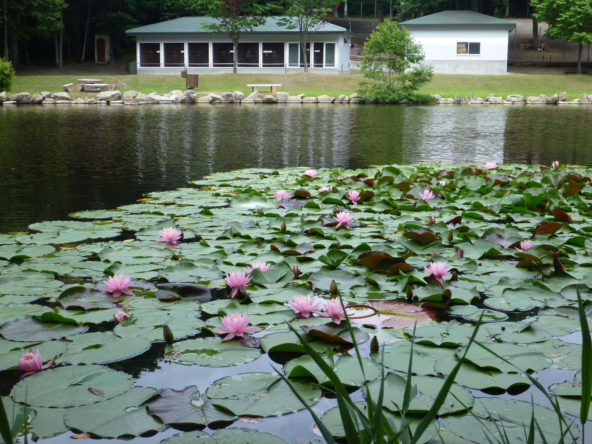 鹿公園　ハス