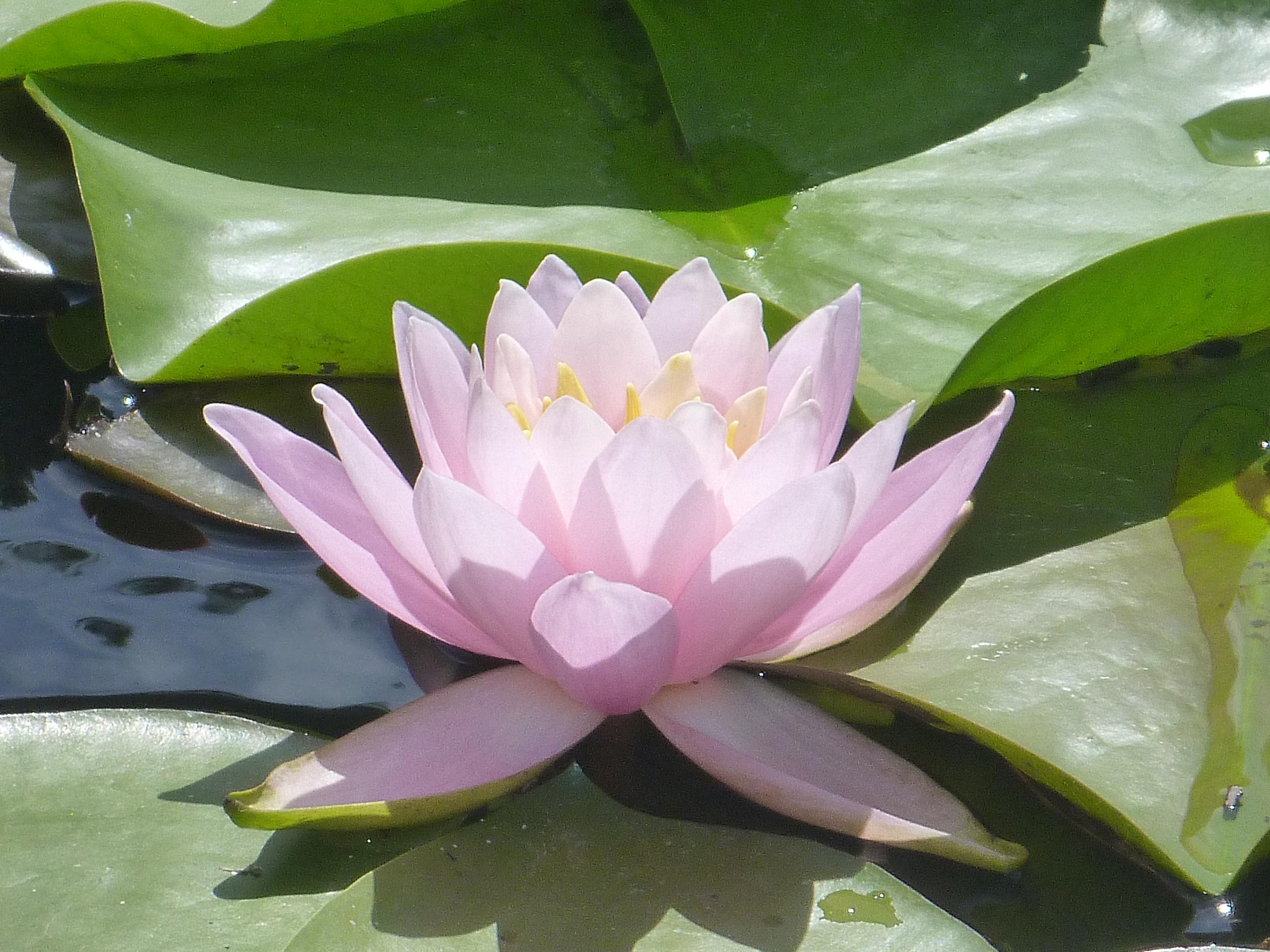 鹿公園　ハスの花