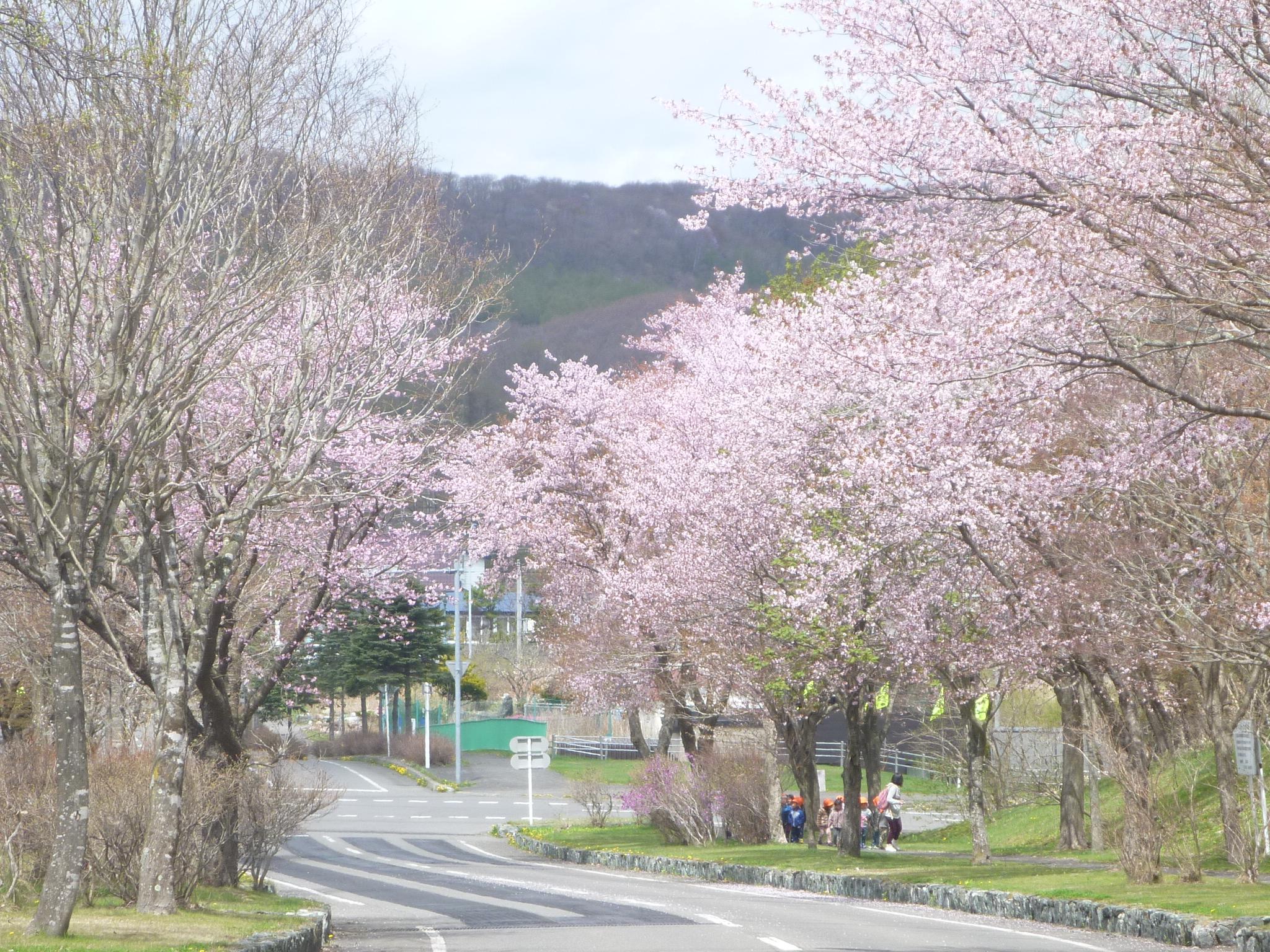 ときわ公園　桜