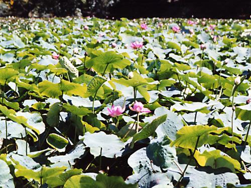 鶴の湯温泉　ハスの花