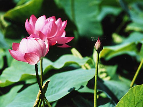 鶴の湯温泉　ハスの花